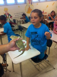 Lizard 1