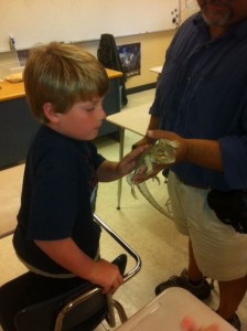 Lizard 3