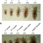 Developmental-stages-of-a-head-lice-and-b-body-lice-including-1-fi-rst